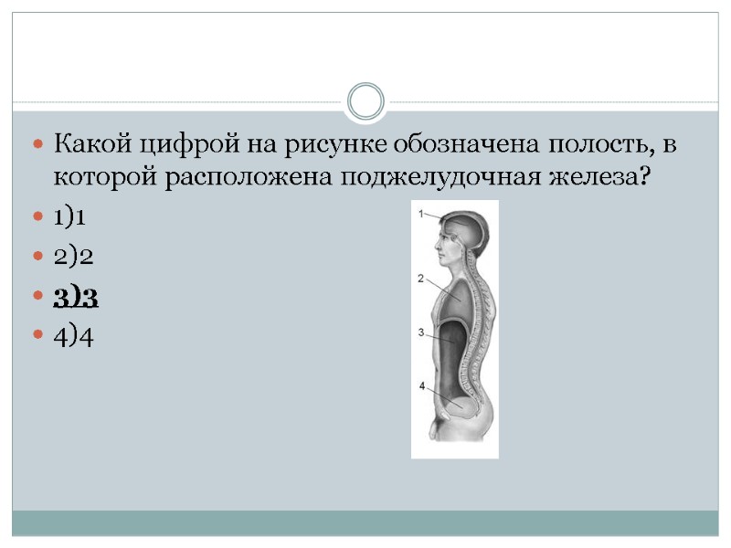 Какой цифрой на рисунке обозначена полость, в которой расположена поджелудочная железа? 1)1 2)2 3)3